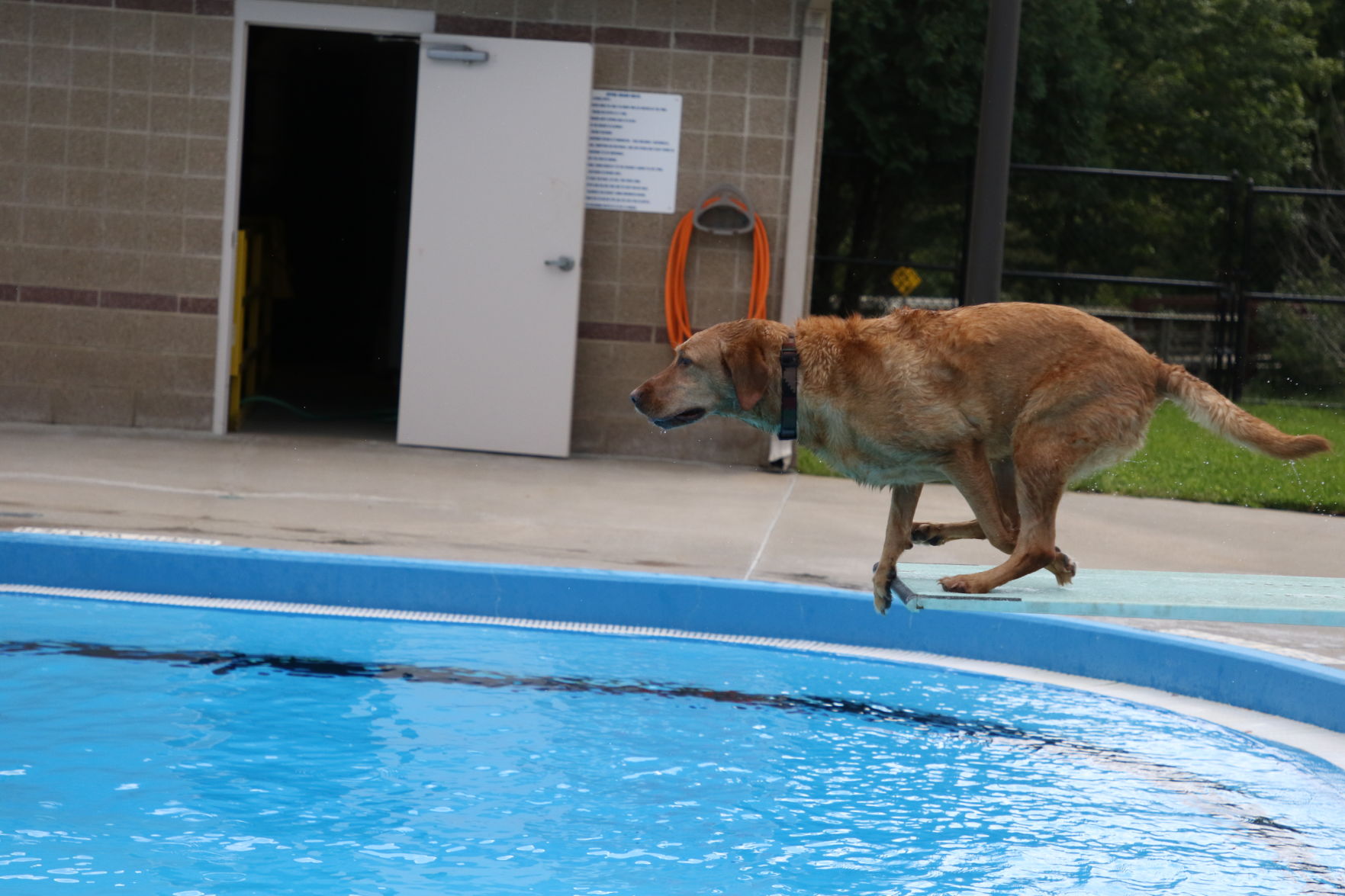 Dogs at the pool (33).JPG